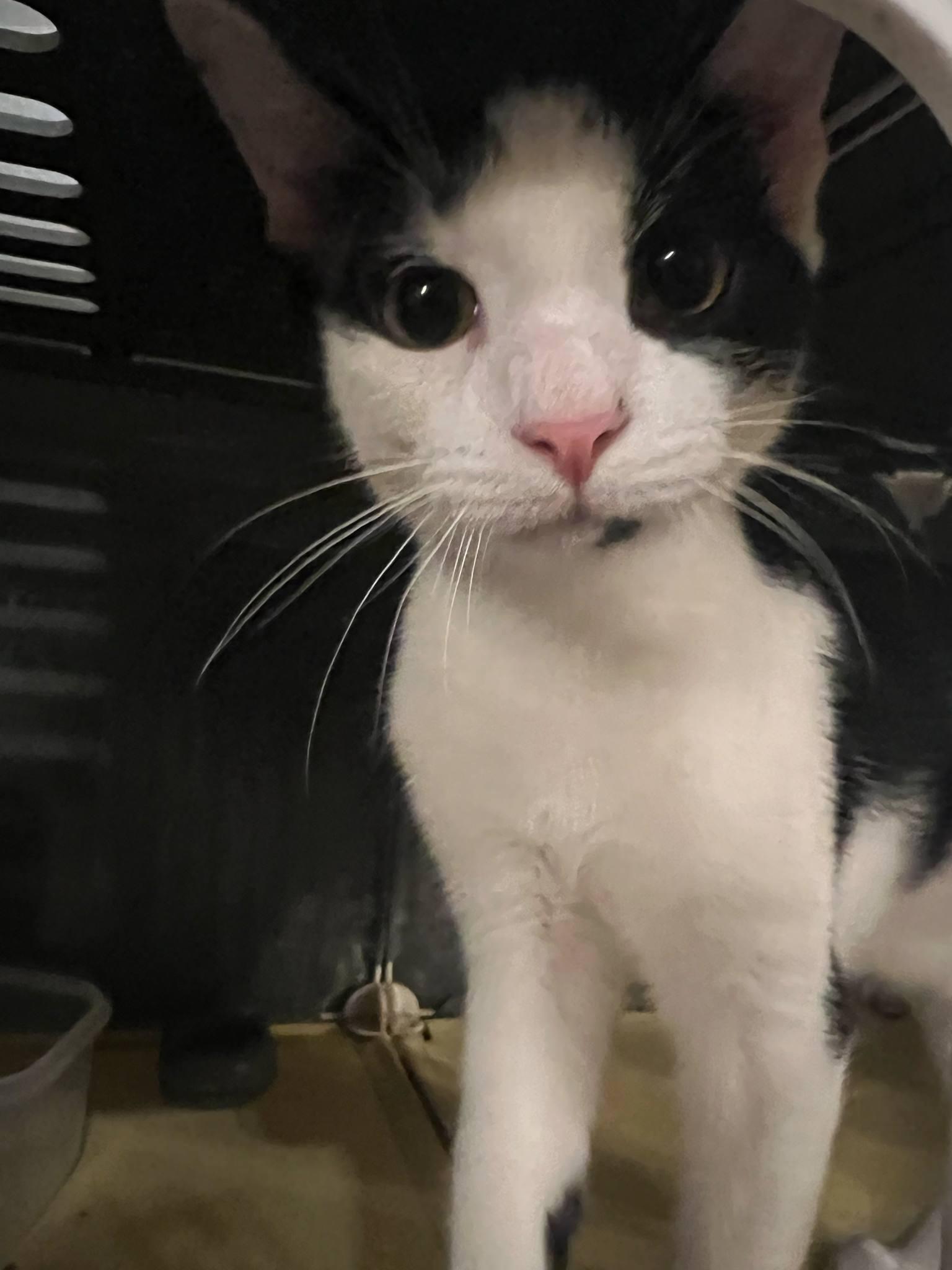 Stormy, a Adoptable British Shorthair in Columbus, OH image 1/4