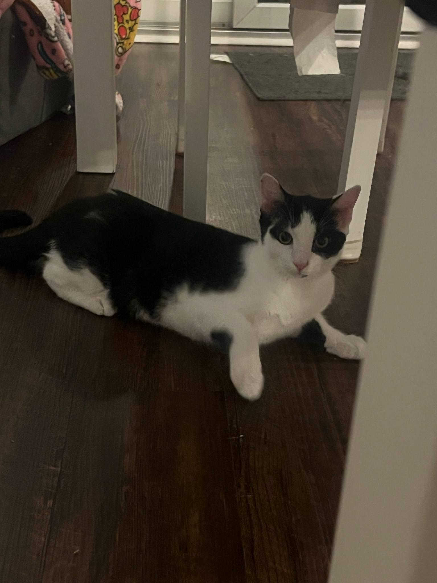 Stormy, a Adoptable British Shorthair in Columbus, OH image 4/4