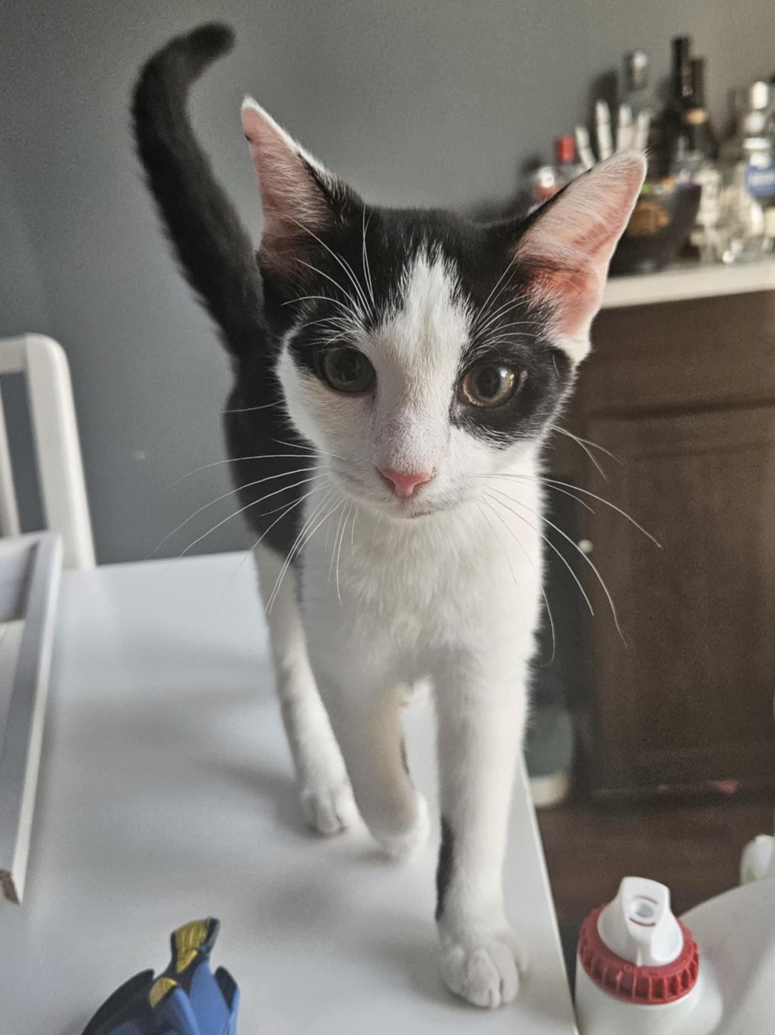 Stormy, a Adoptable British Shorthair in Columbus, OH image 3/4