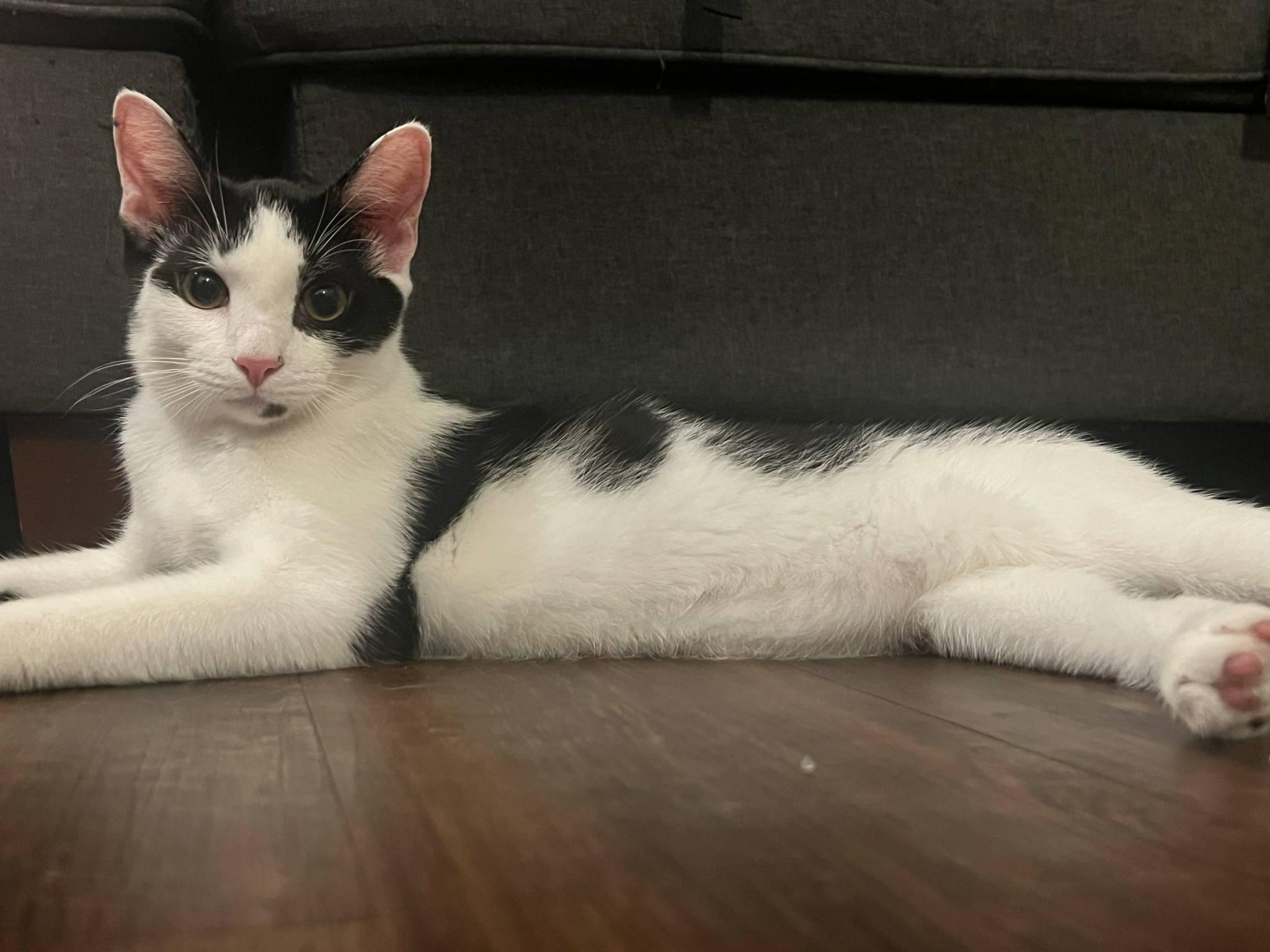 Stormy, a Adoptable British Shorthair in Columbus, OH image 2/4