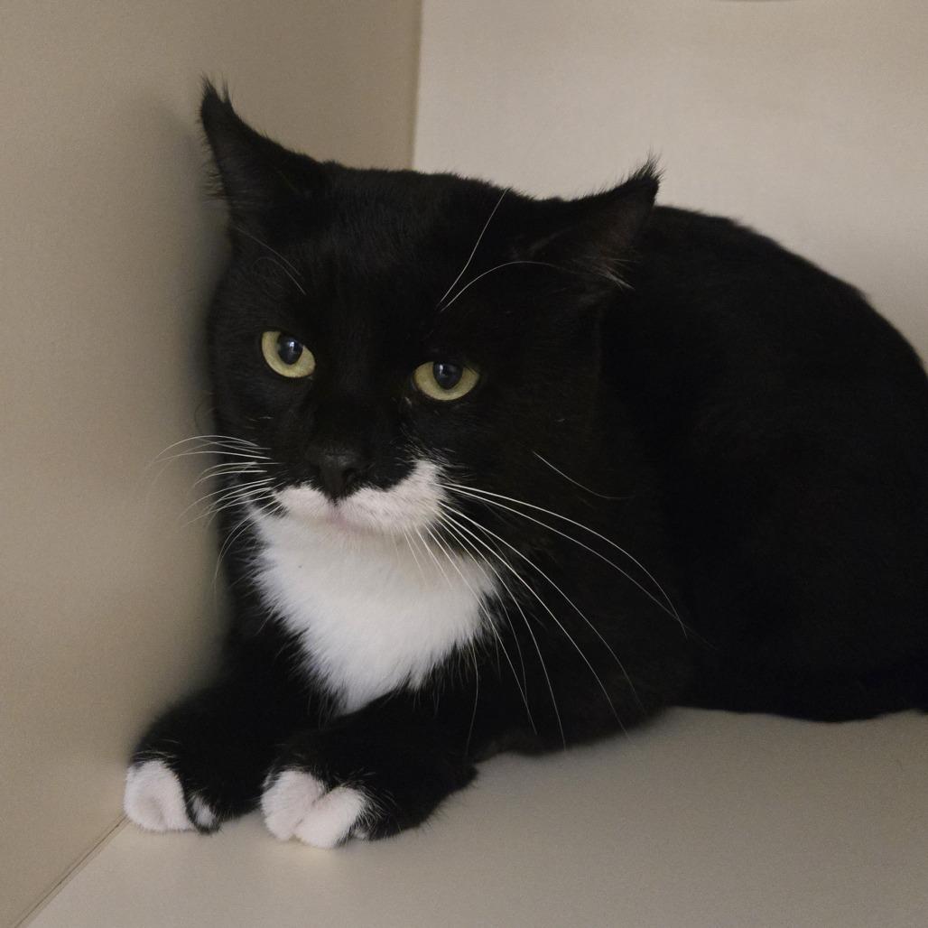 Enlarge Kupa, a Adoptable Domestic Short Hair in Sarasota, FL image 1/5