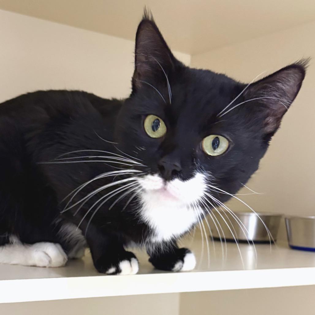 Enlarge Kupa, a Adoptable Domestic Short Hair in Sarasota, FL image 2/5