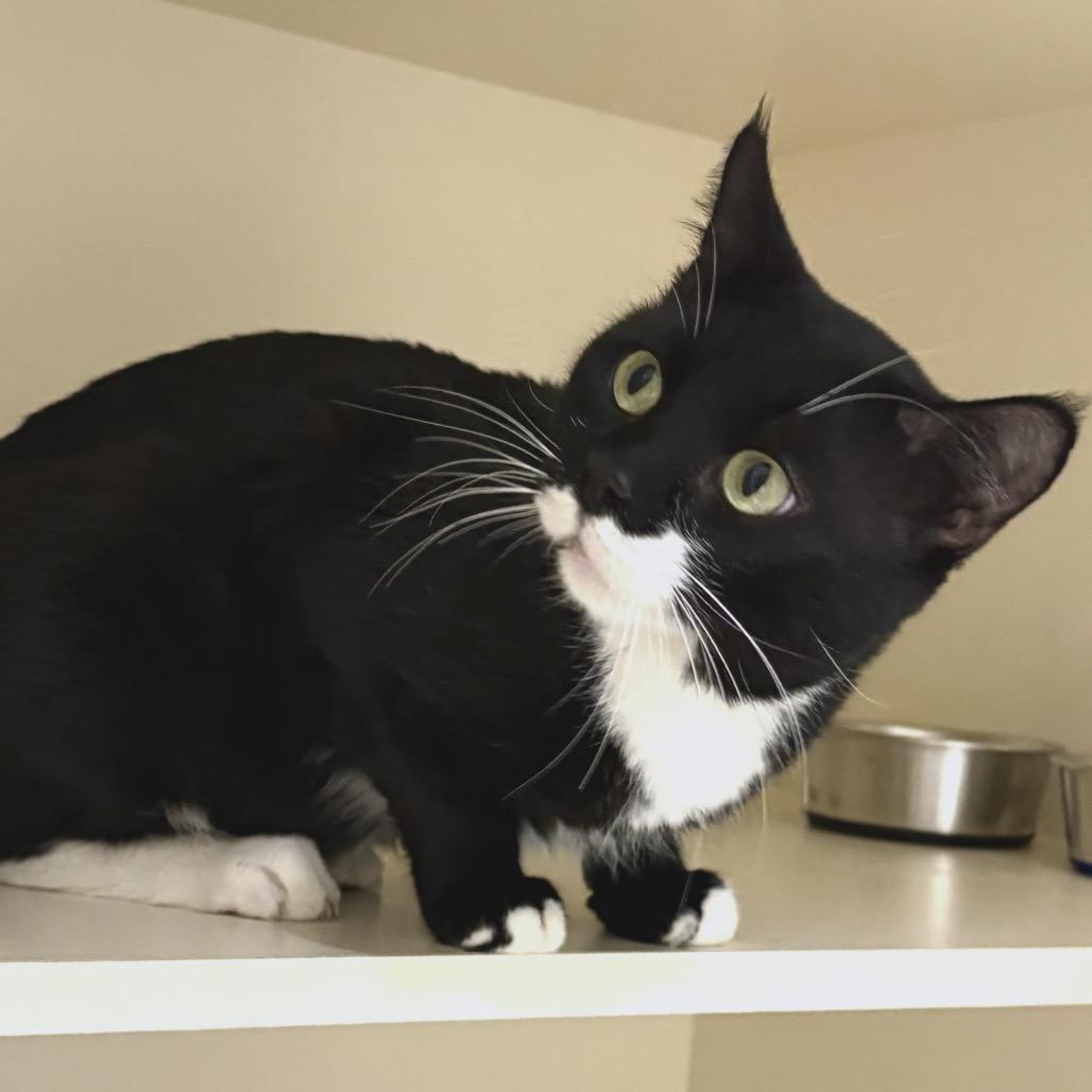 Enlarge Kupa, a Adoptable Domestic Short Hair in Sarasota, FL image 3/5