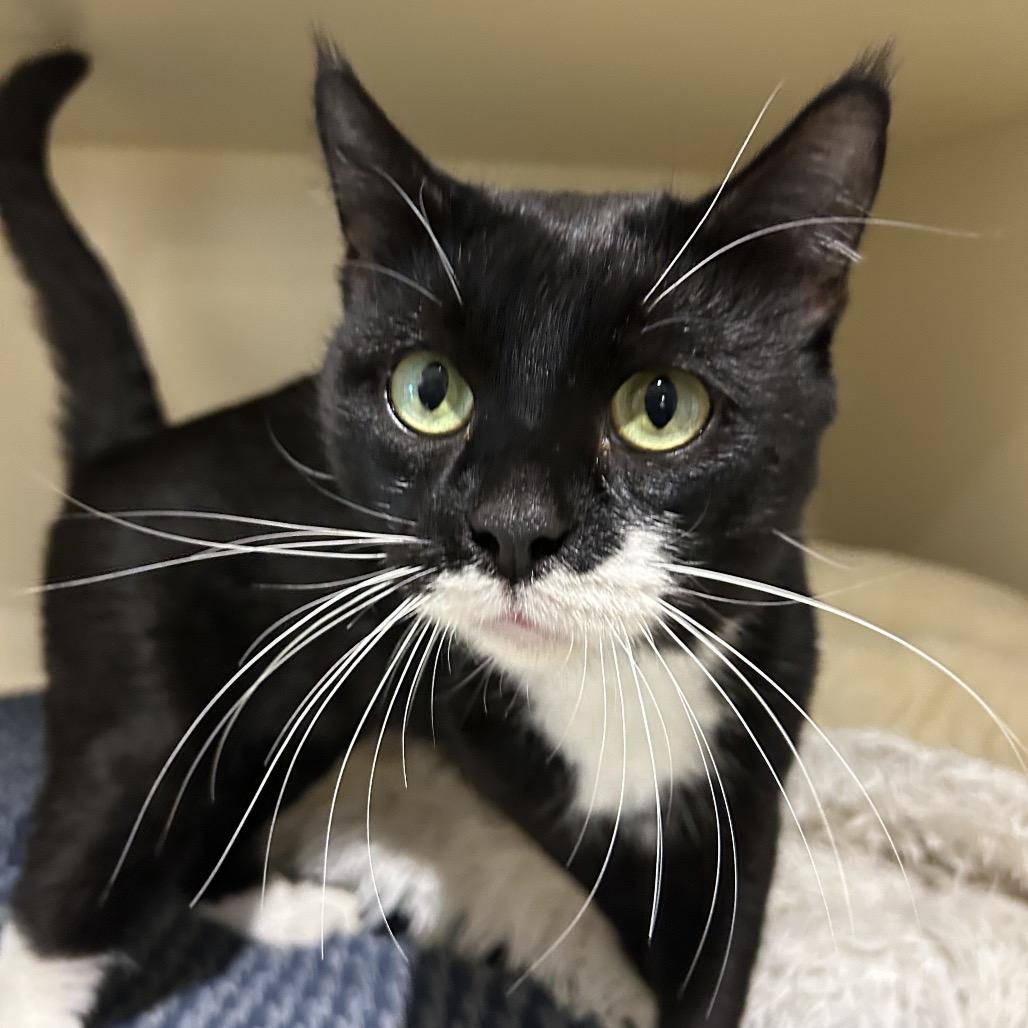 Enlarge Kupa, a Adoptable Domestic Short Hair in Sarasota, FL image 4/5