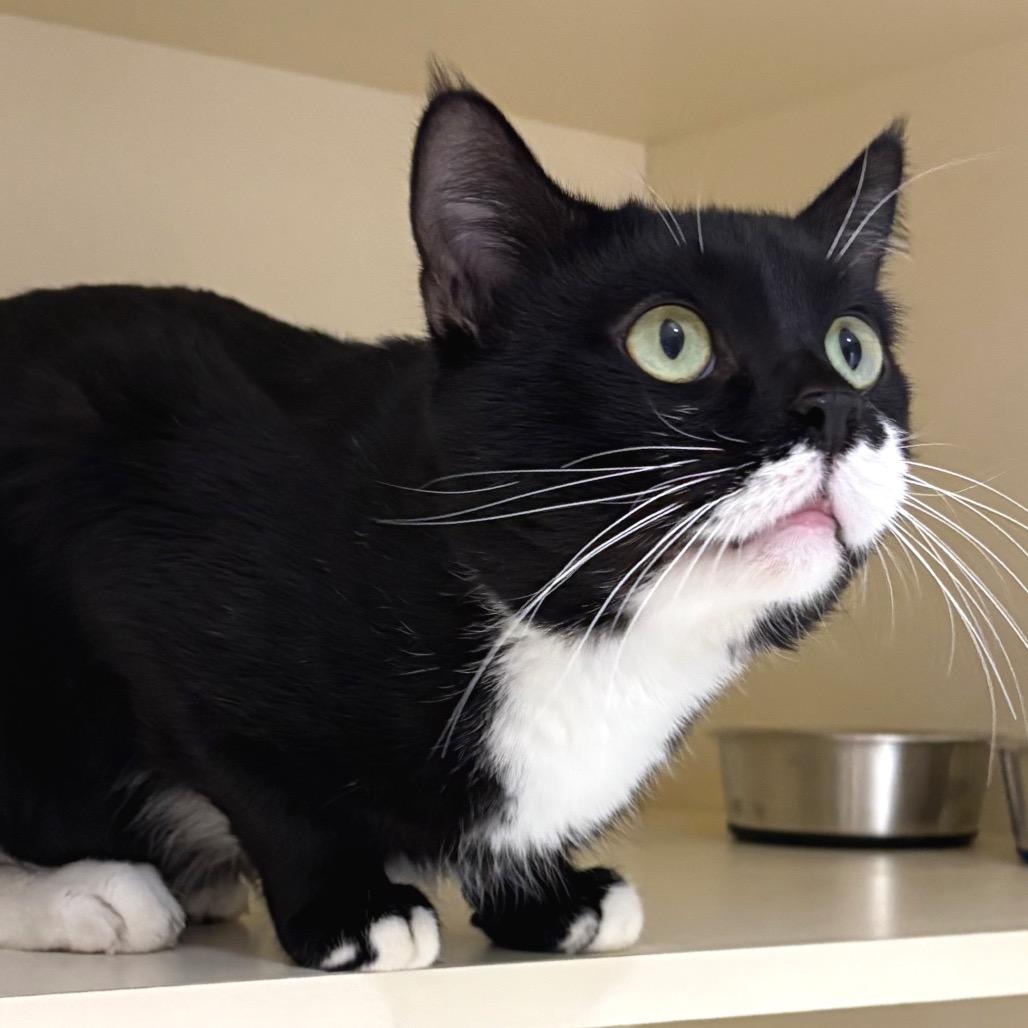 Enlarge Kupa, a Adoptable Domestic Short Hair in Sarasota, FL image 5/5