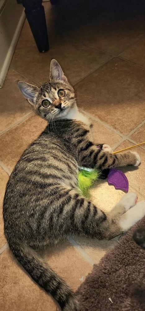 Georgia, Adoptable, Kitten Female Domestic Short Hair.