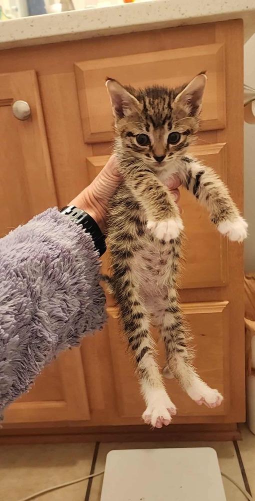 Georgia, a Adoptable Domestic Short Hair in Emerald Isle, NC image 2/2