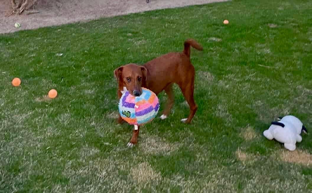 Enlarge Trip, a Adoptable Terrier in Palm Springs, CA image 6/6