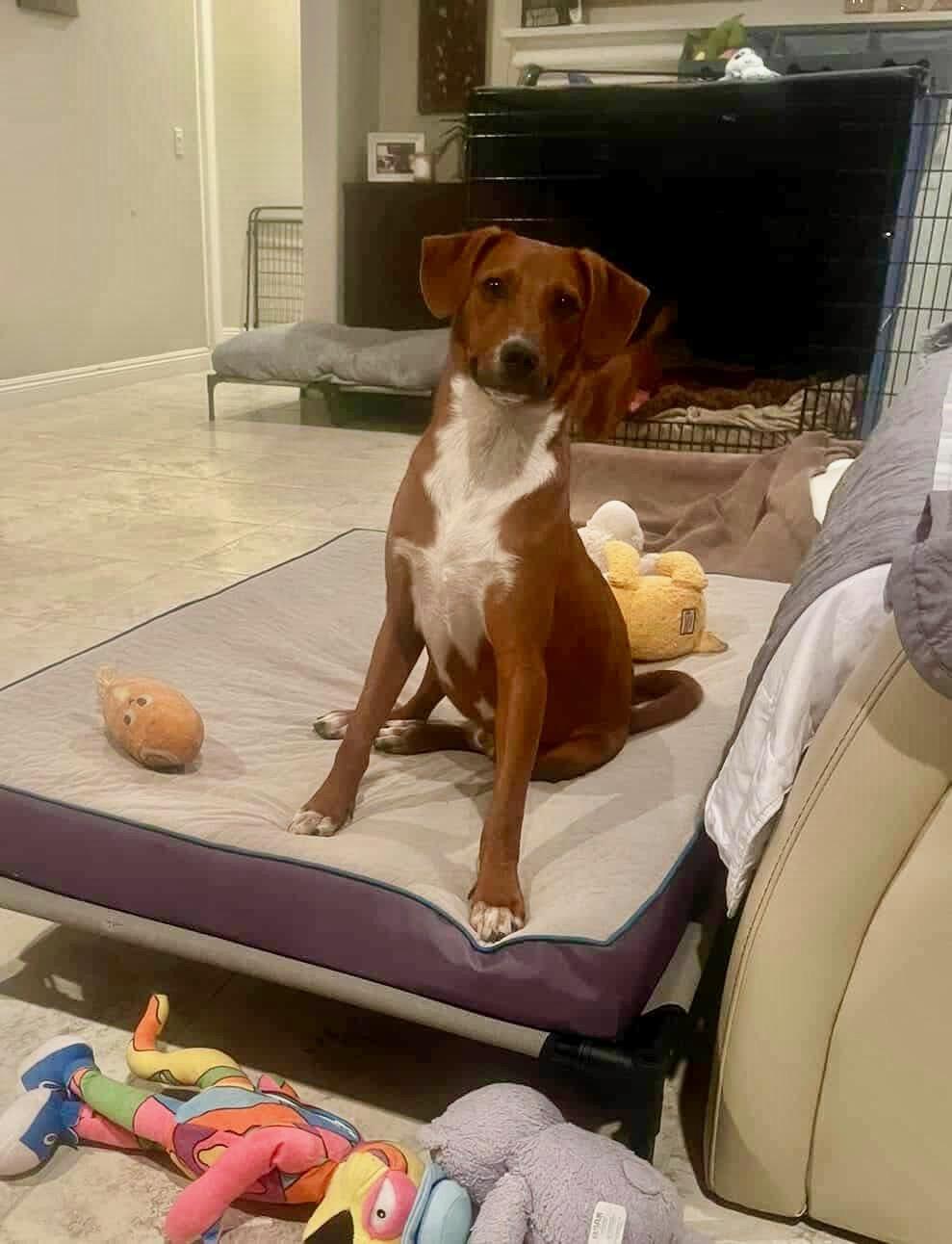 Trip, Adoptable, Puppy Male Terrier.