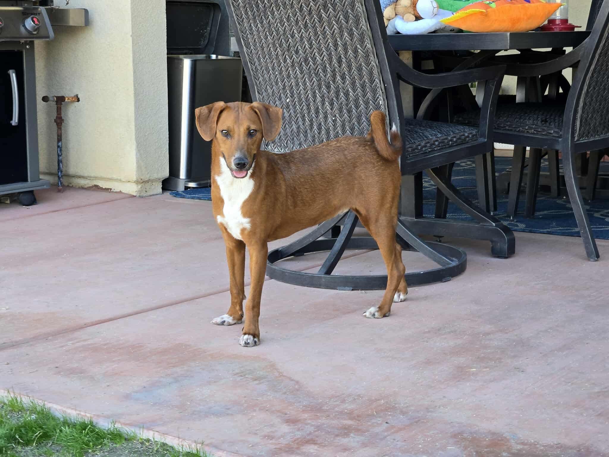 Enlarge Trip, a Adoptable Terrier in Palm Springs, CA image 4/6