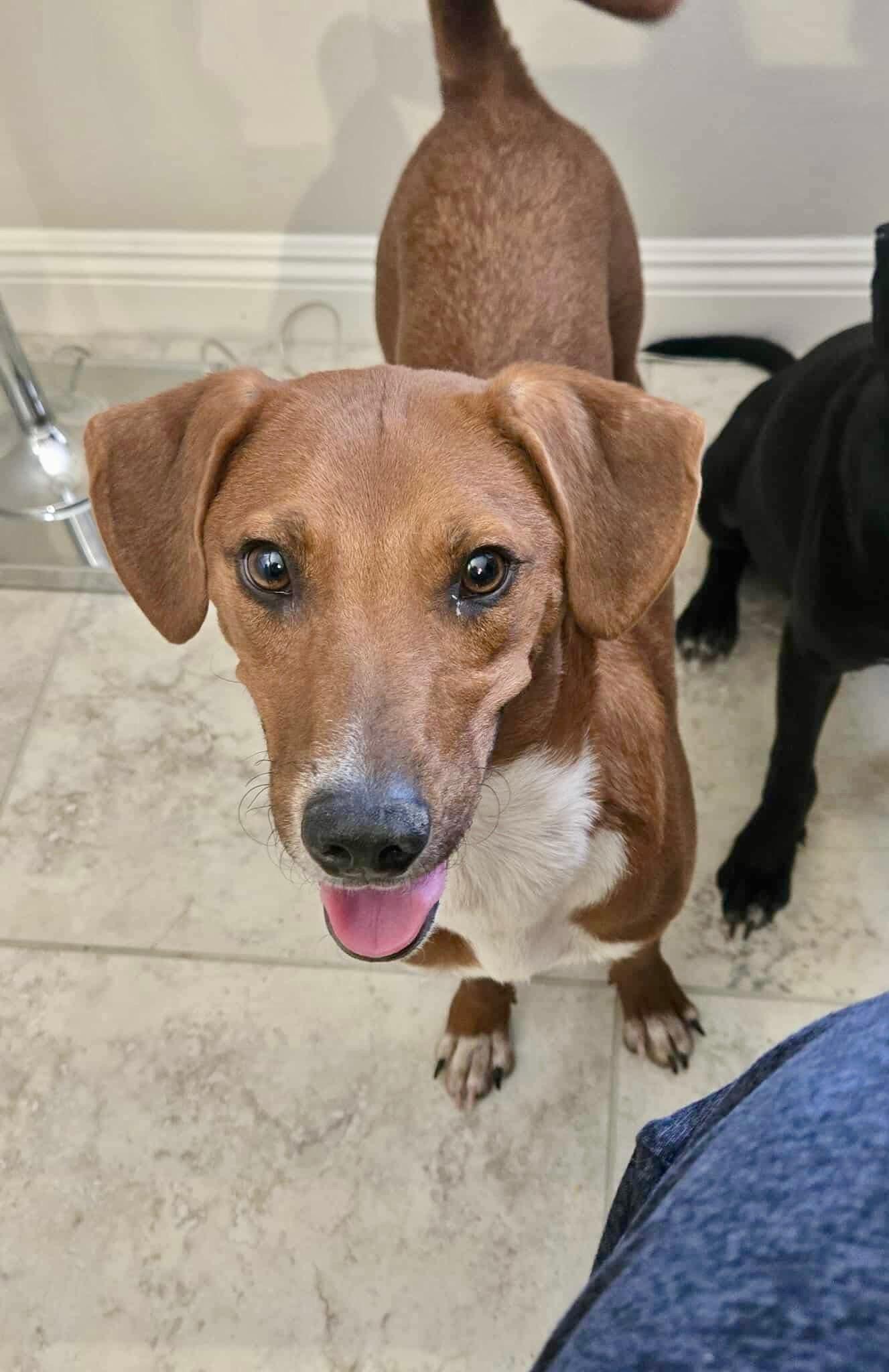 Enlarge Trip, a Adoptable Terrier in Palm Springs, CA image 5/6