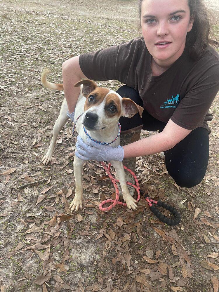Wisteria, Adoptable, Adult Female Beagle.