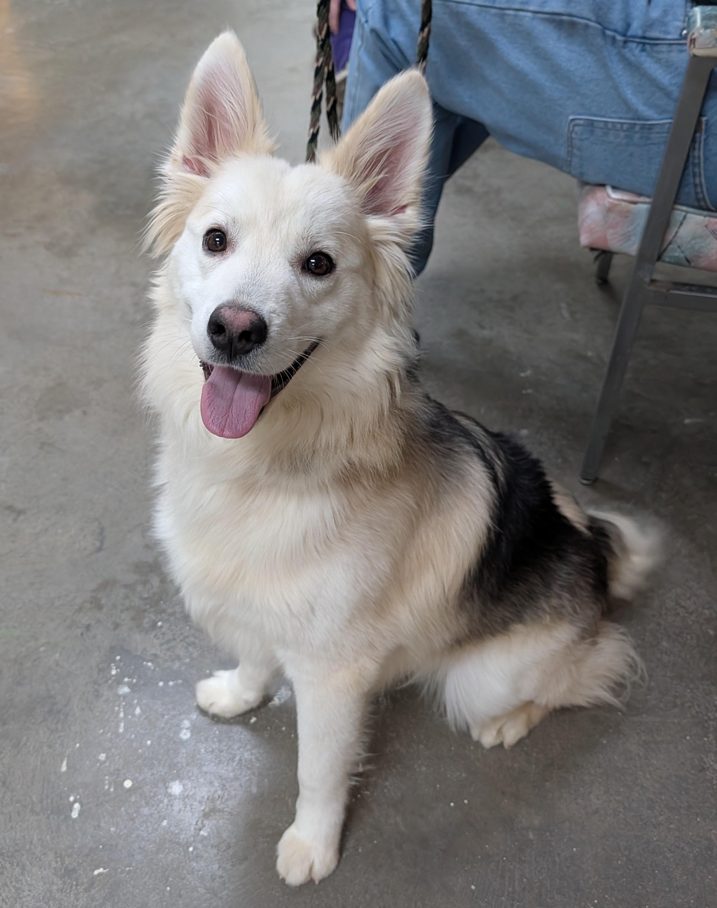 Enlarge Koda, an adopted mixed breed in Decatur, IL image 1/1