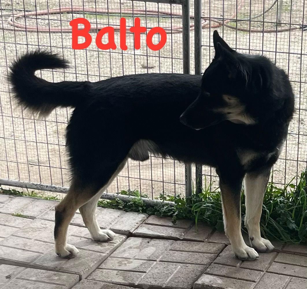 Sir Balto, Adoptable, Adult Male Shepherd & Alaskan Malamute.