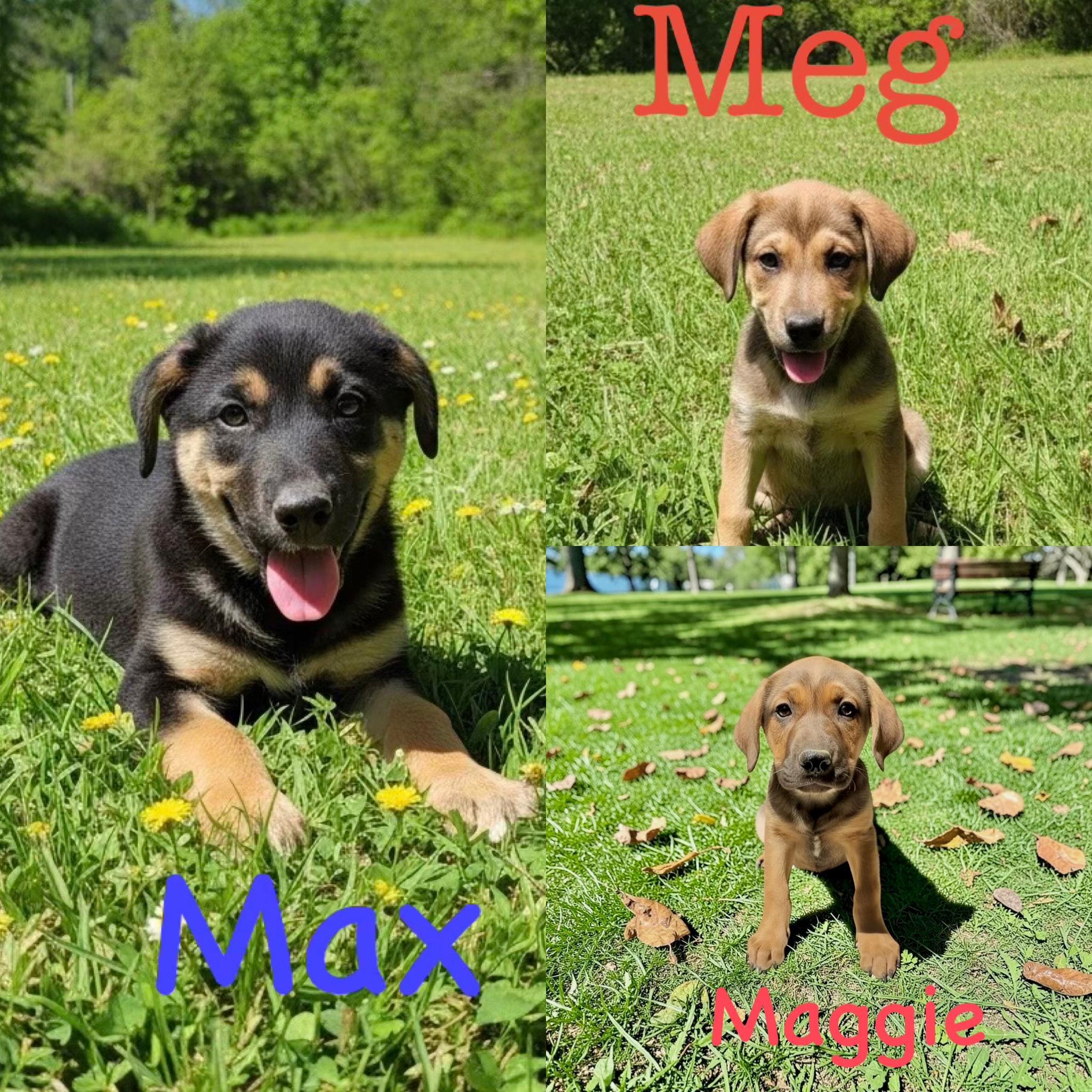 Max, Maggie and Meg, an adopted mixed breed in seaside heights, NJ image 1/2