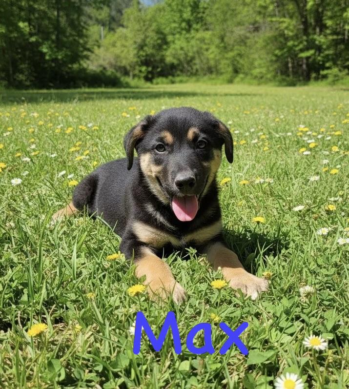 Max, Maggie and Meg, an adopted mixed breed in seaside heights, NJ image 2/2