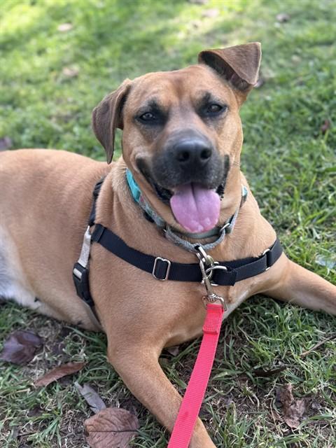 Enlarge NESSY, a Adoptable Black Mouth Cur in Chula Vista, CA image 1/1