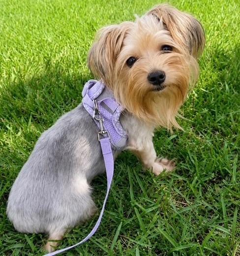 LAINEY, Adoptable, Adult Female Yorkshire Terrier.