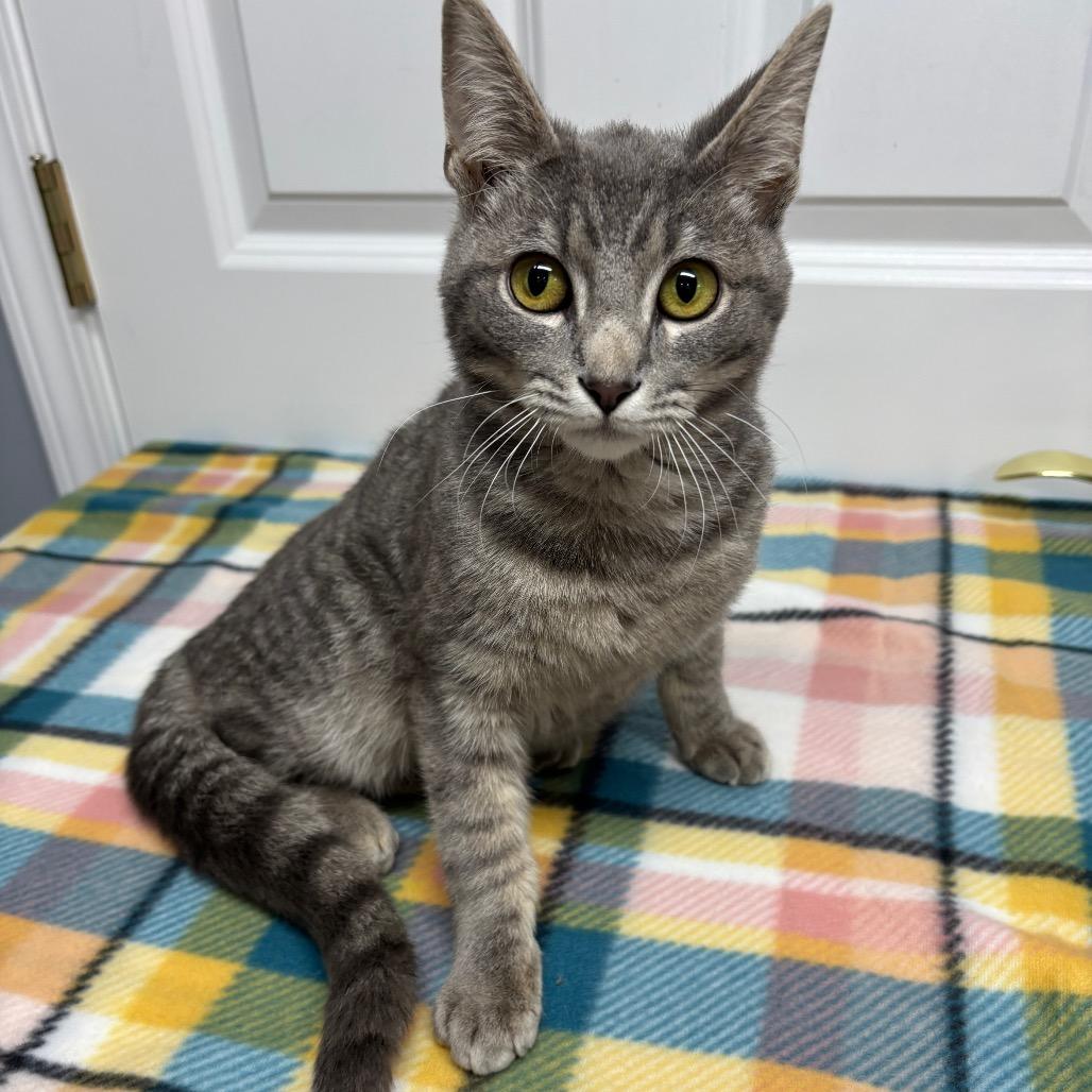 Fish, Adoptable, Young Male Domestic Short Hair.