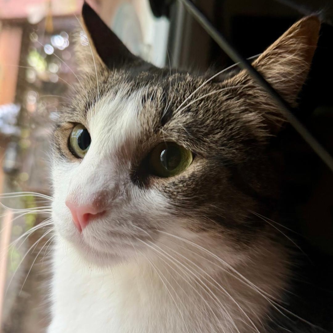 Enlarge Cash, a ADOPTABLE American Shorthair in Gastonia, NC image 1/4