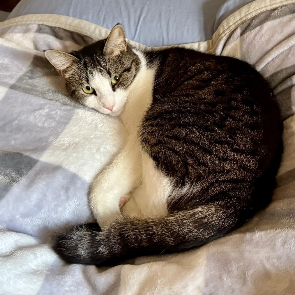 Enlarge Cash, a ADOPTABLE American Shorthair in Gastonia, NC image 4/4