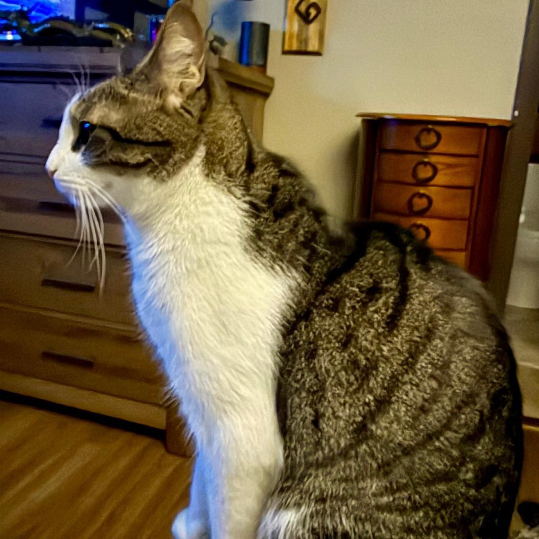 Enlarge Cash, a ADOPTABLE American Shorthair in Gastonia, NC image 3/4