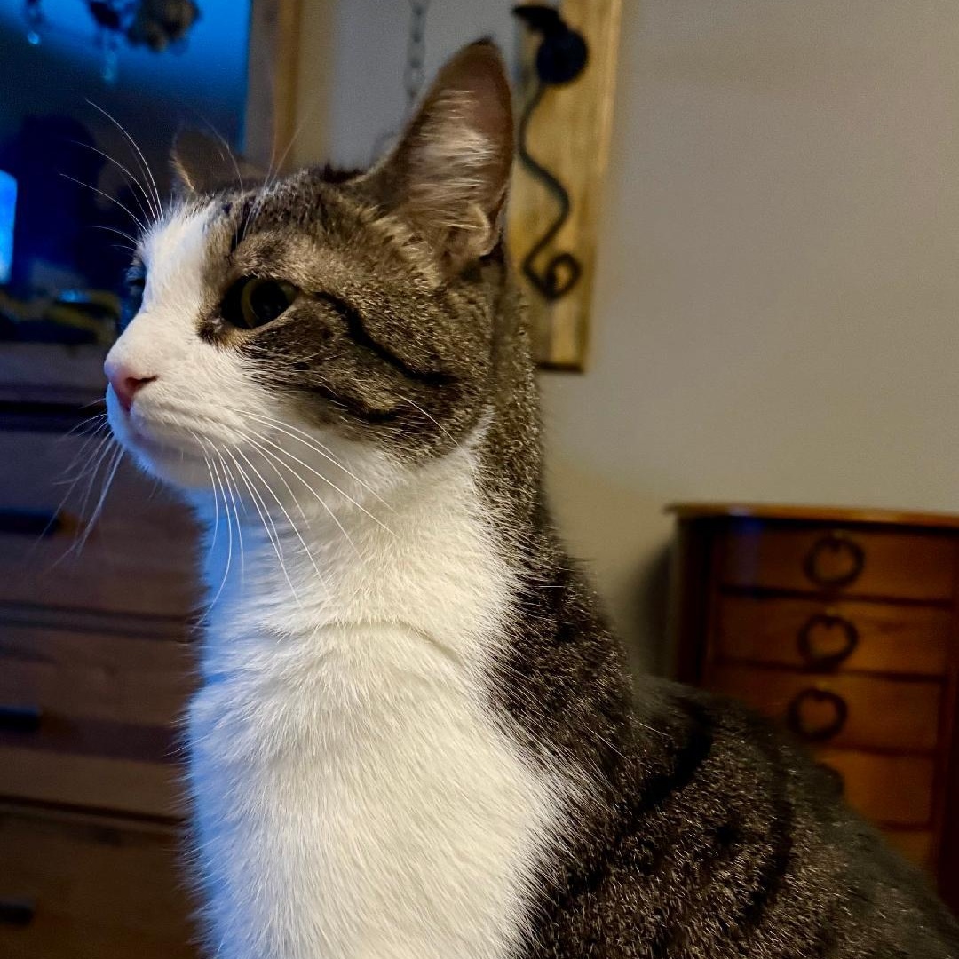 Enlarge Cash, a ADOPTABLE American Shorthair in Gastonia, NC image 2/4