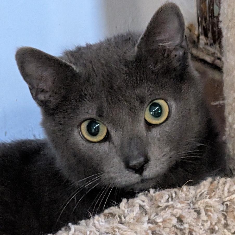 Lily, a ADOPTABLE Domestic Short Hair in Reisterstown, MD image 5/6