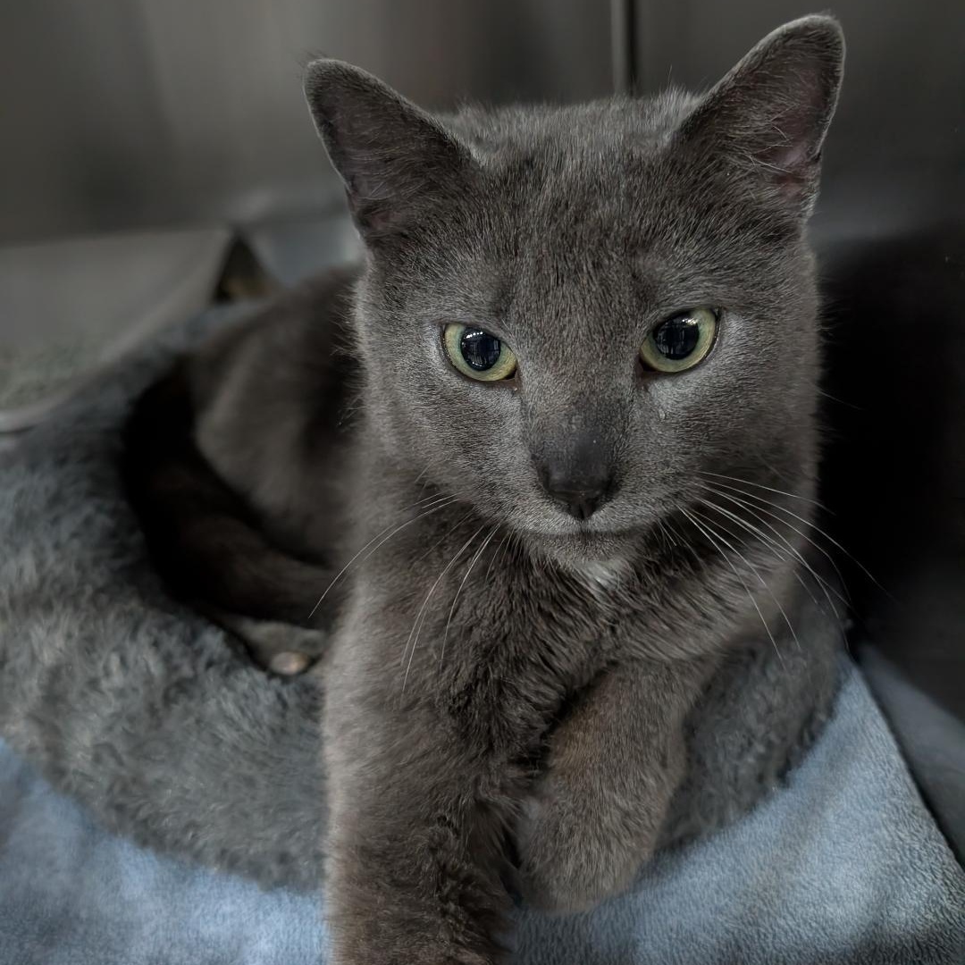 Lily, a ADOPTABLE Domestic Short Hair in Reisterstown, MD image 3/6