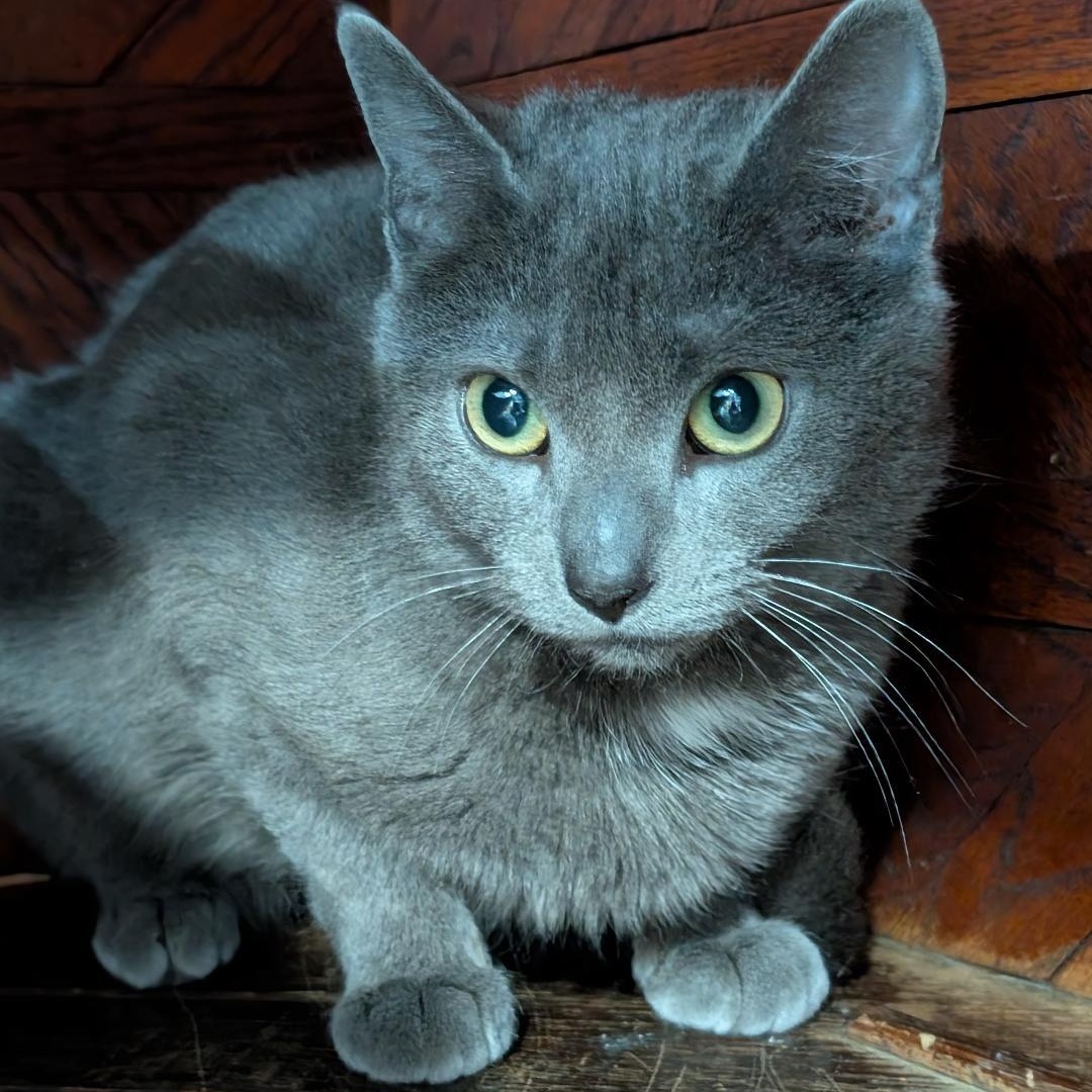 Lily, a ADOPTABLE Domestic Short Hair in Reisterstown, MD image 4/6