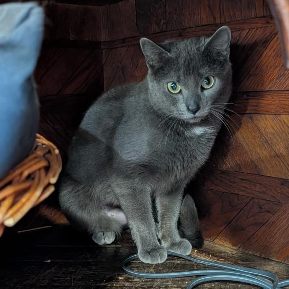 Lily, a ADOPTABLE Domestic Short Hair in Reisterstown, MD image 2/6