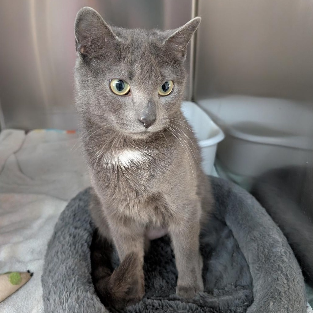 Lily, a ADOPTABLE Domestic Short Hair in Reisterstown, MD image 6/6