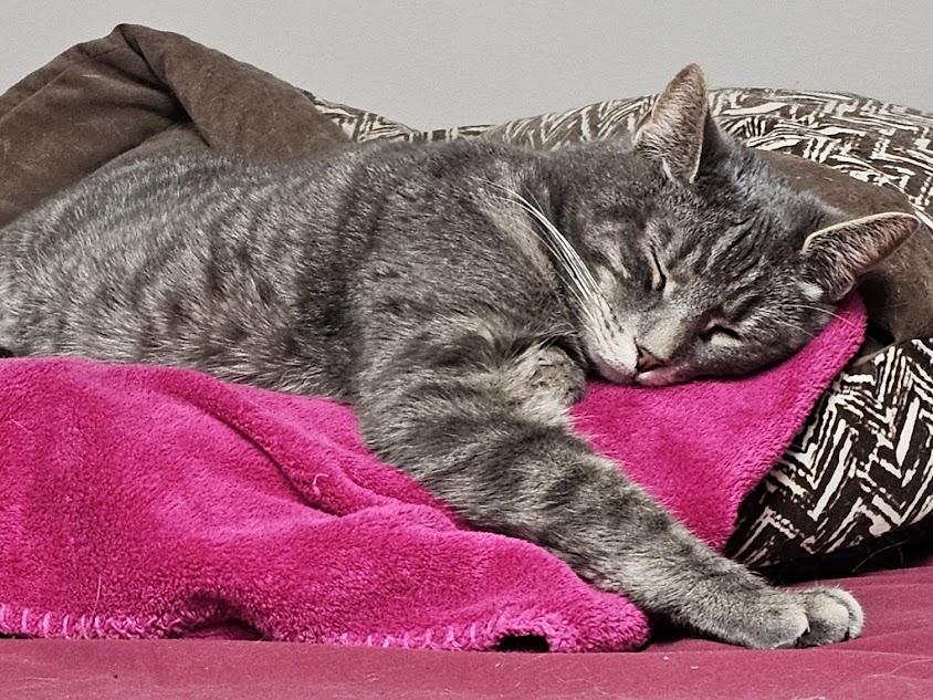 Ace, a Adoptable Domestic Short Hair in Gouverneur, NY image 1/2