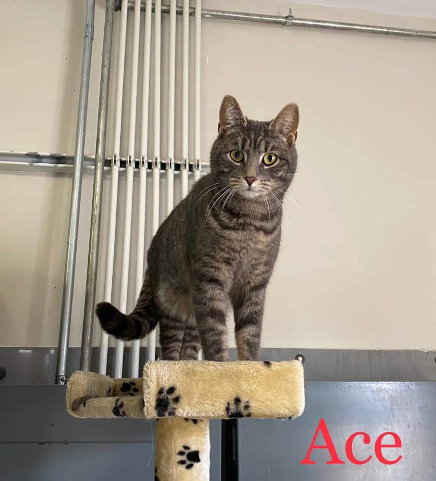 Ace, a Adoptable Domestic Short Hair in Gouverneur, NY image 2/2