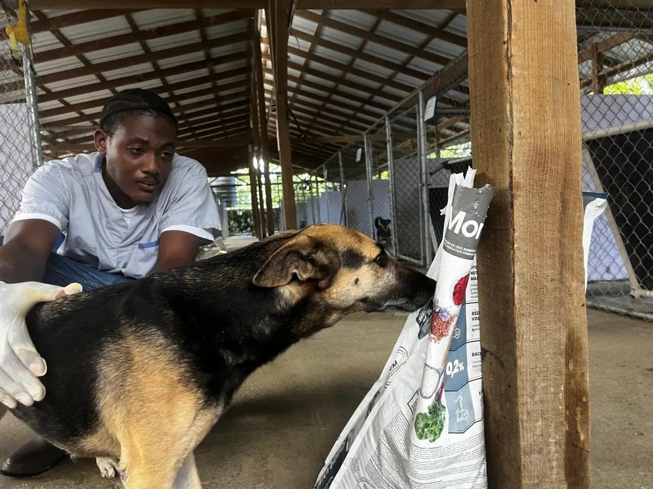 Enlarge Peggy, a Adopted Mixed Breed in St Catharines, ON image 1/3