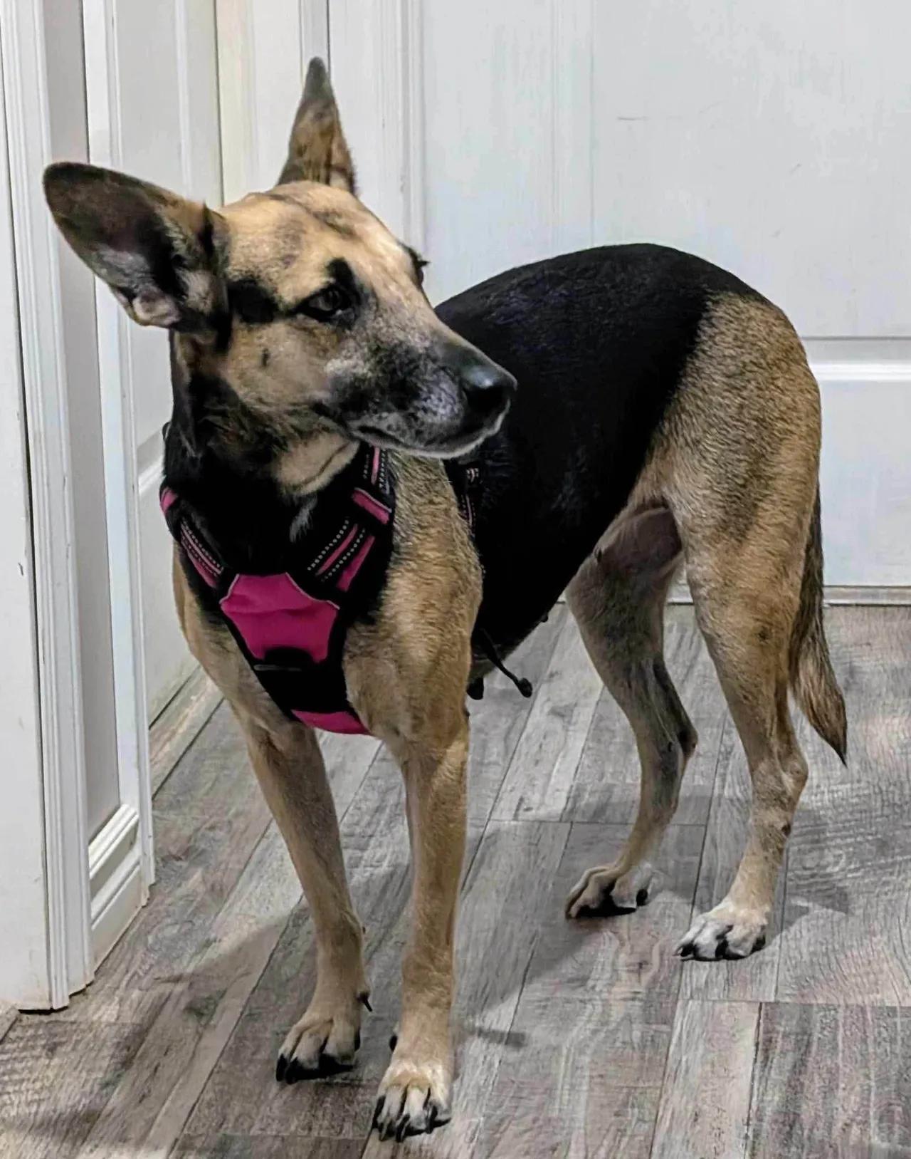 Enlarge Peggy, a Adopted Mixed Breed in St Catharines, ON image 2/3