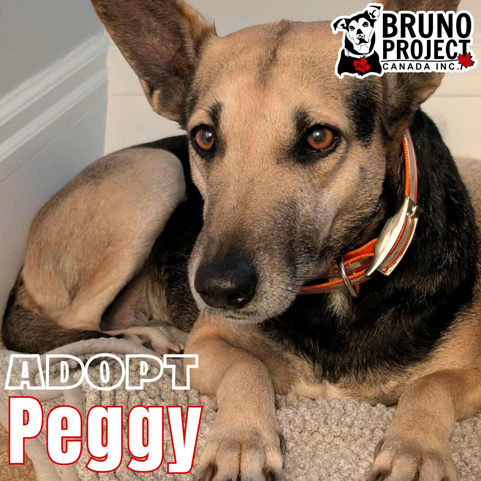 Enlarge Peggy, a Adopted Mixed Breed in St Catharines, ON image 3/3