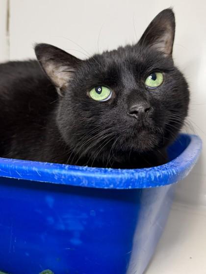 Enlarge Twilight, a Adoptable mixed breed in Columbus, OH image 1/1