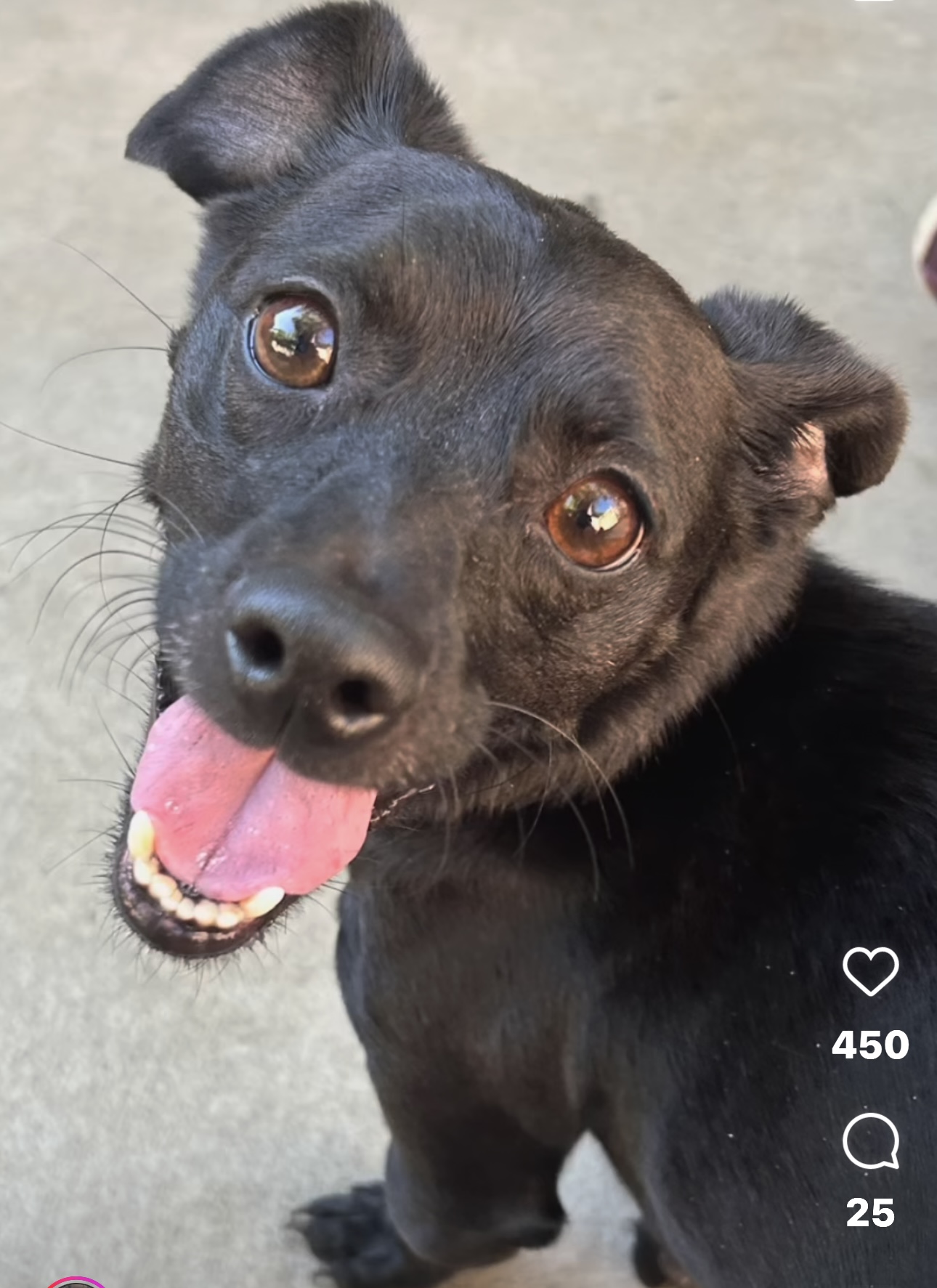 Dexter, a Adoptable mixed breed in Staten island, NY image 4/5