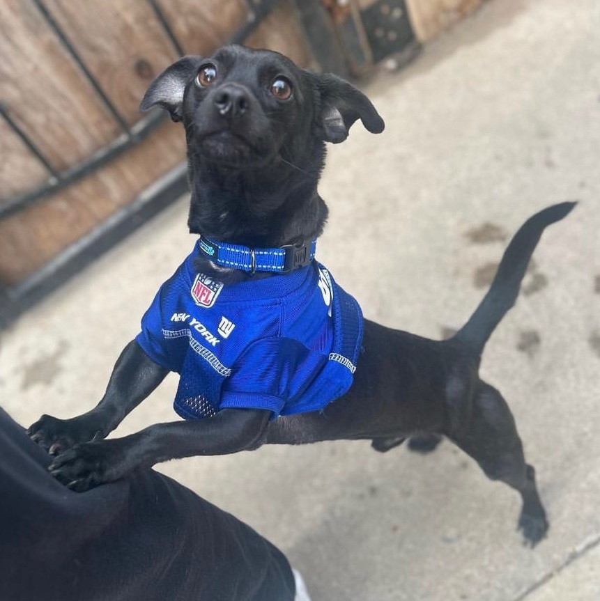 Dexter, a Adoptable mixed breed in Staten island, NY image 1/5