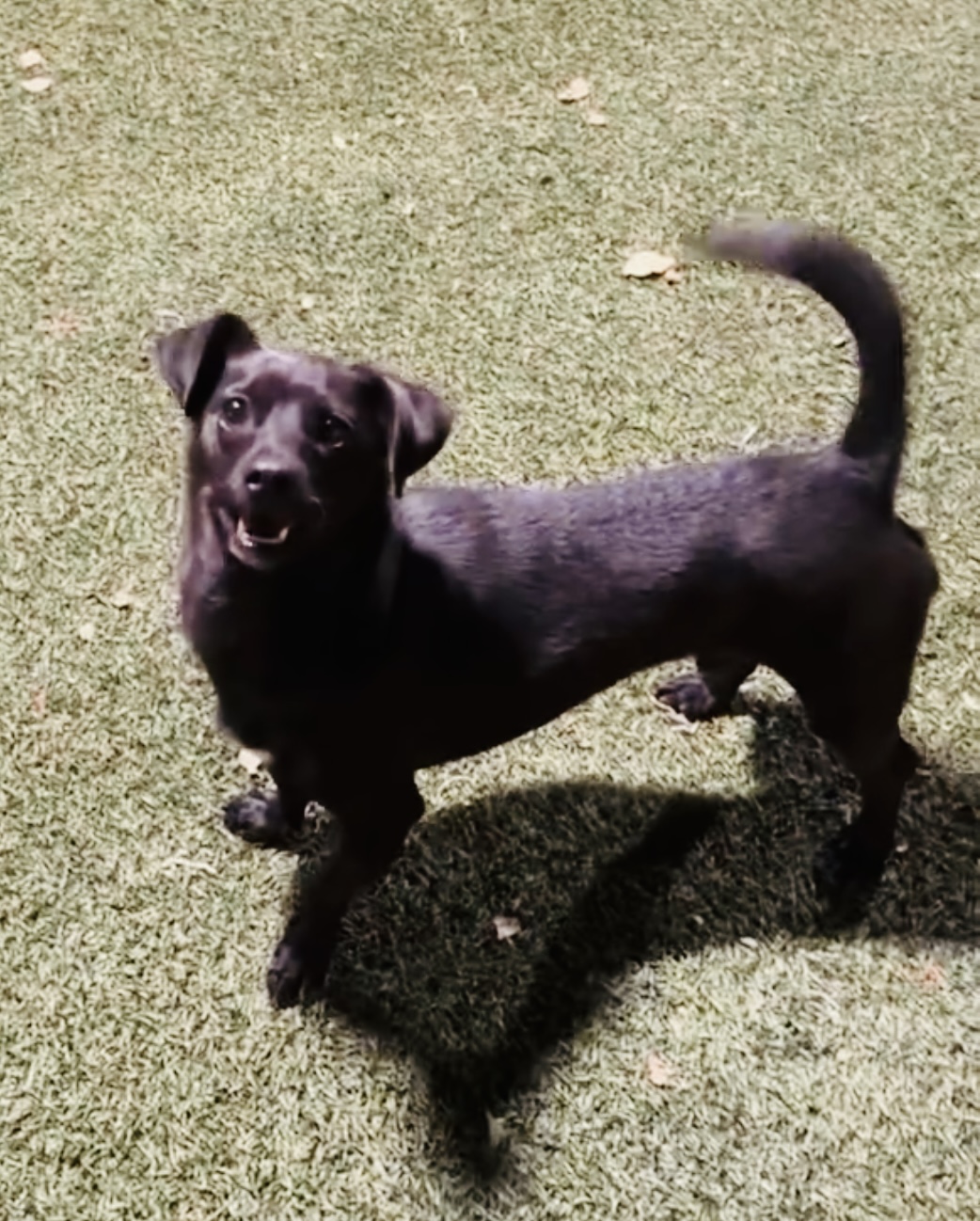 Dexter, a Adoptable mixed breed in Staten island, NY image 3/5