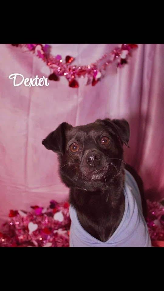 Dexter, a Adoptable mixed breed in Staten island, NY image 2/5