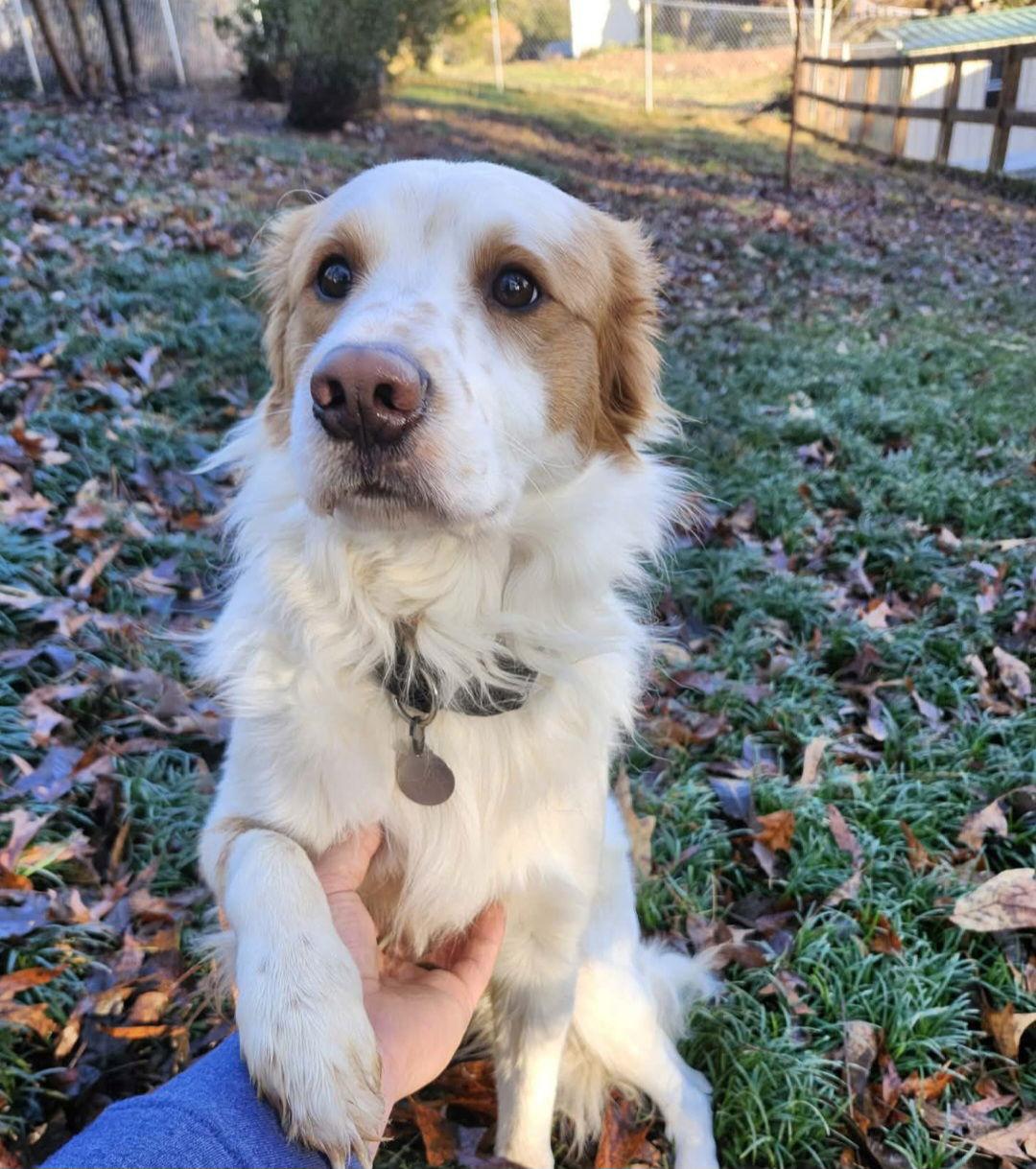 Axel, Adopted, Adult Male Mixed Breed.