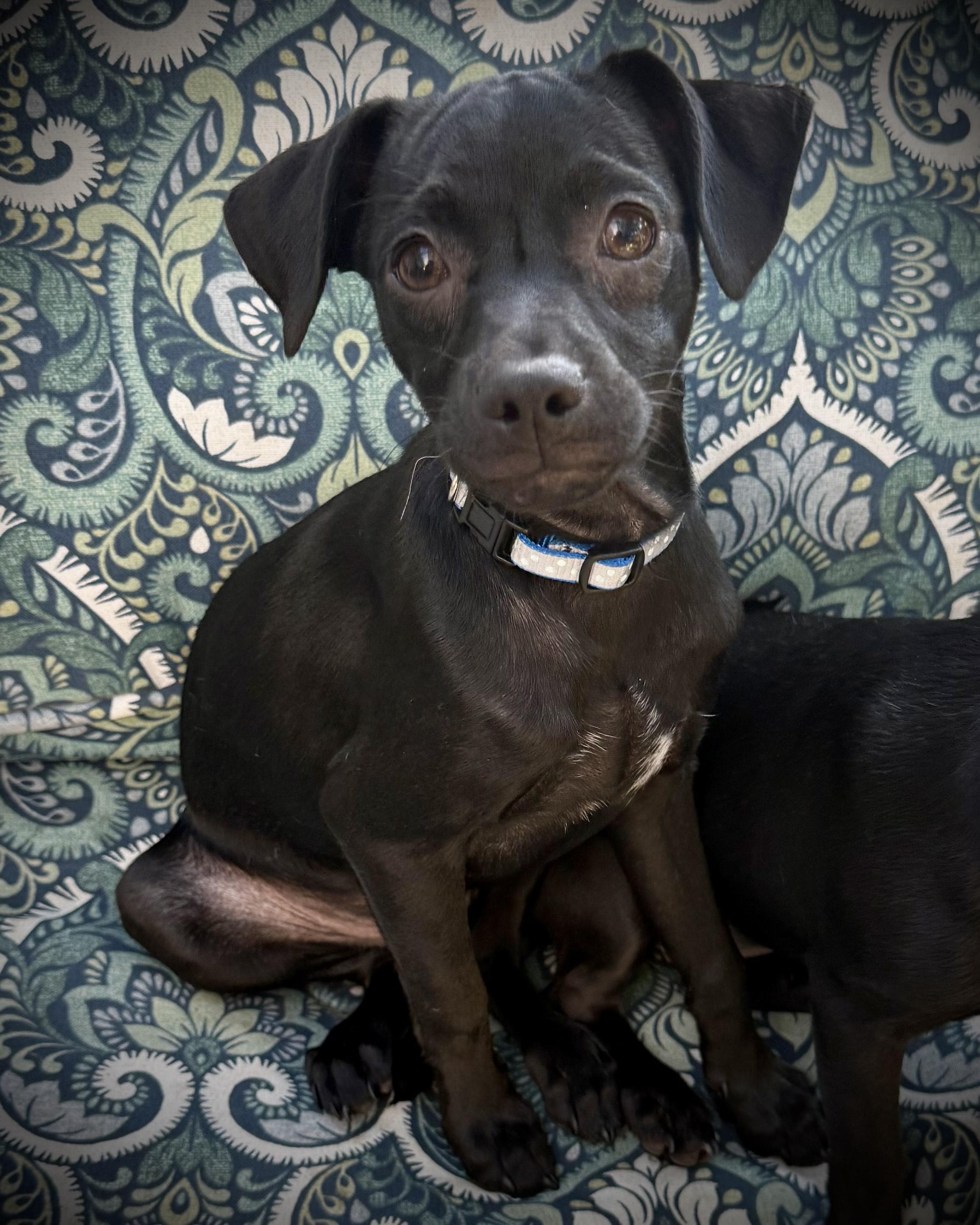 Chip, Adoptable, Young Male Terrier & Chihuahua.