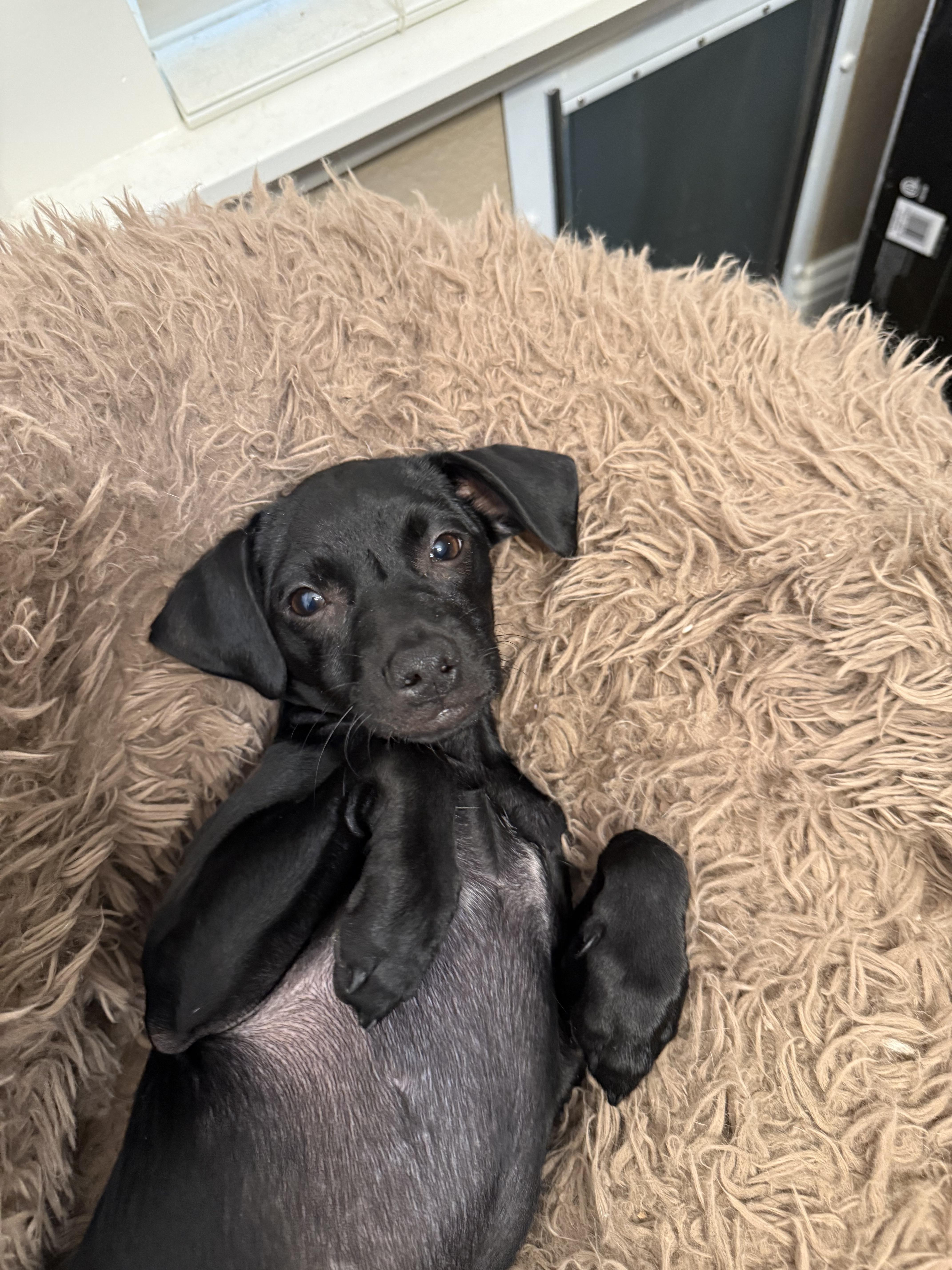 Chip, adopted, Young Male Terrier & Chihuahua.