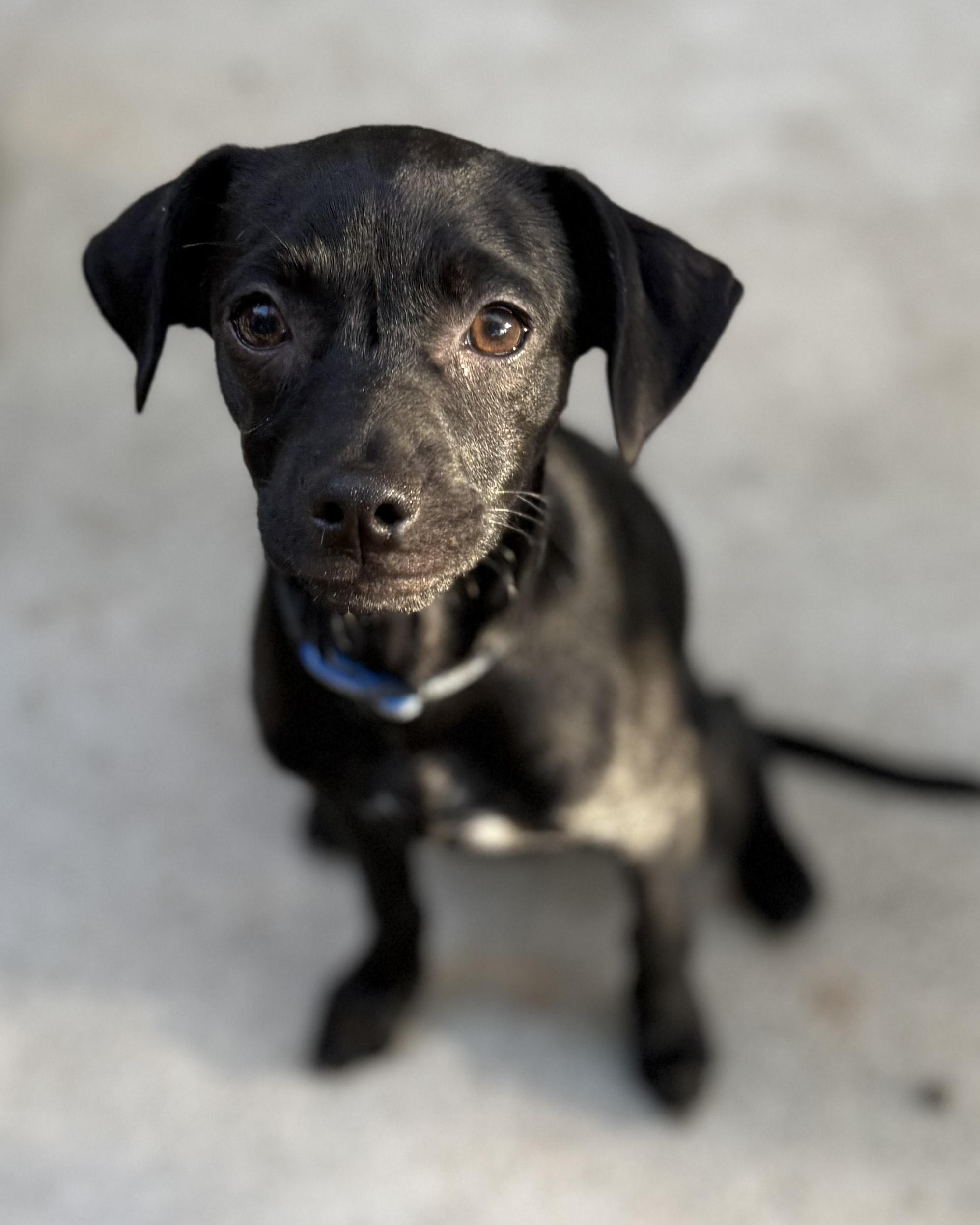Enlarge Chip, a Adoptable mixed breed in Oakley, CA image 3/4
