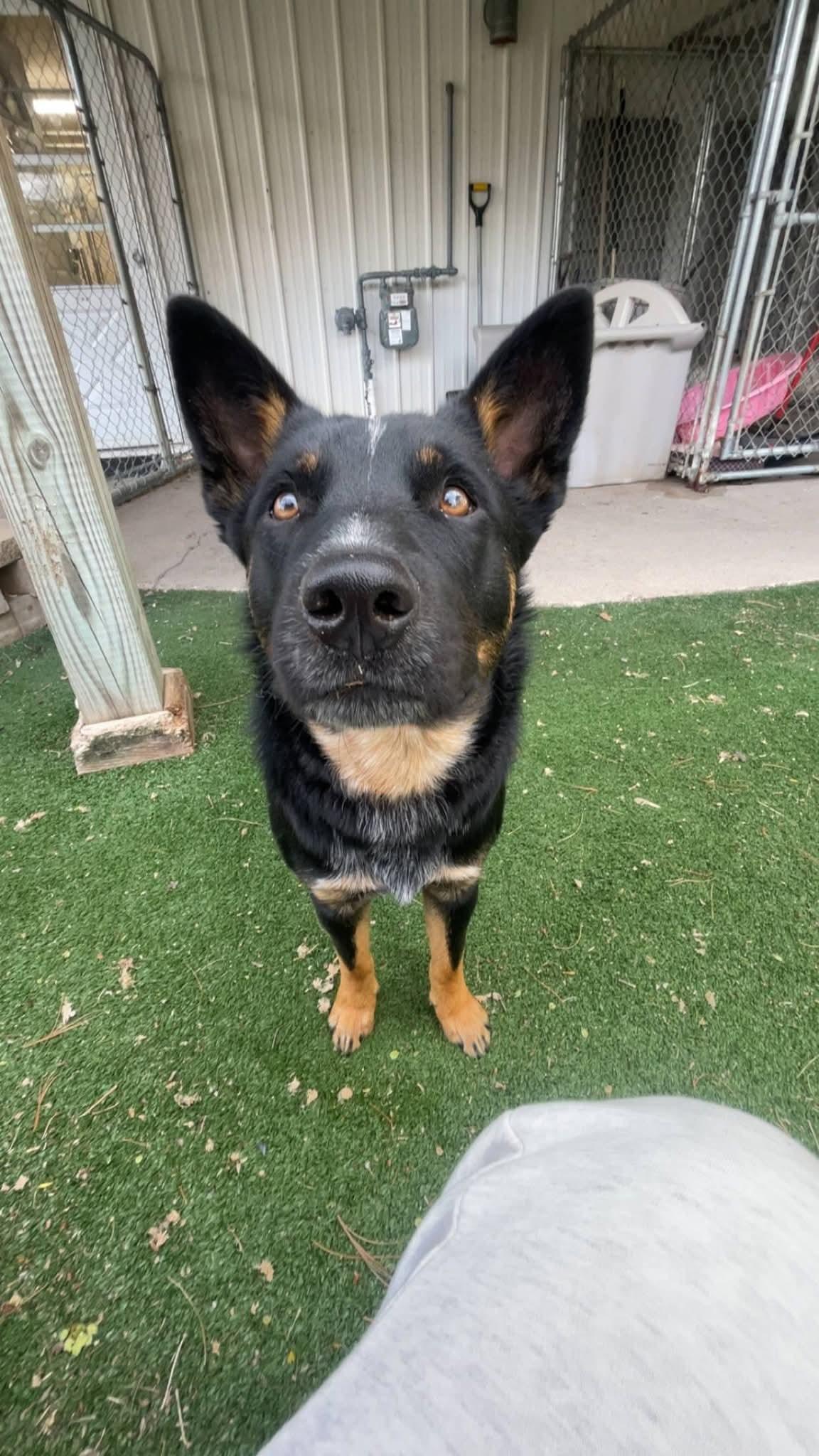 Max, a ADOPTABLE Australian Cattle Dog / Blue Heeler in Durand, WI image 3/3