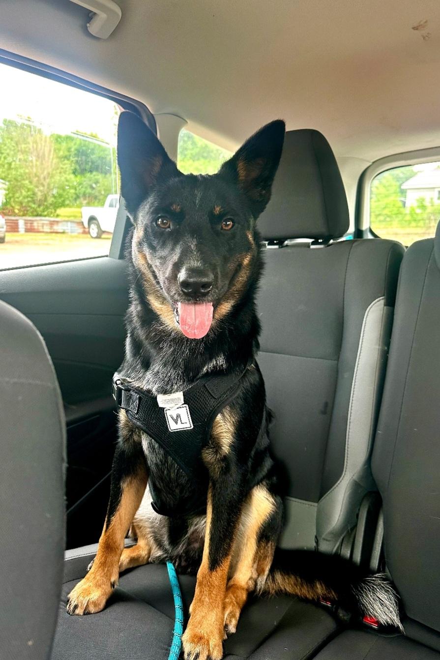 Max, a ADOPTABLE Australian Cattle Dog / Blue Heeler in Durand, WI image 1/6