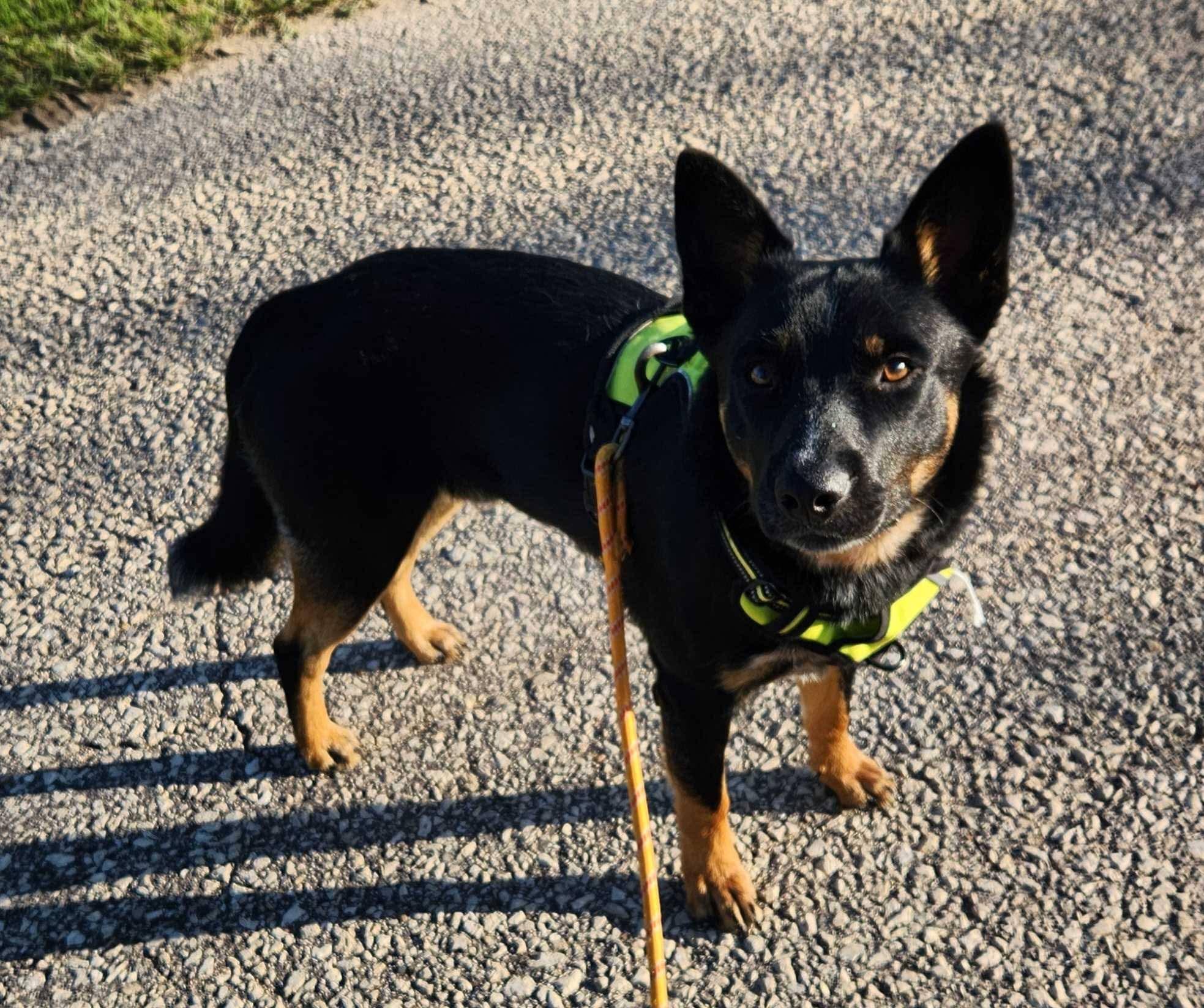 Max, ADOPTABLE, Adult Male Australian Cattle Dog / Blue Heeler.