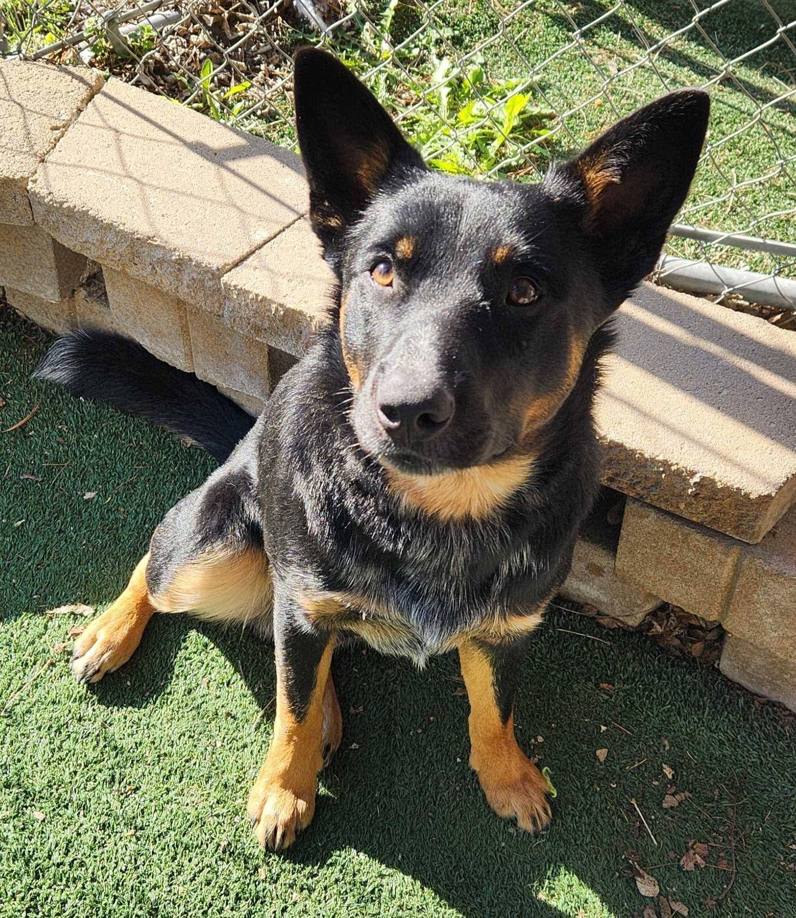 Max, a ADOPTABLE Australian Cattle Dog / Blue Heeler in Durand, WI image 2/3